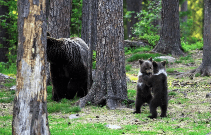 Bear Cubs