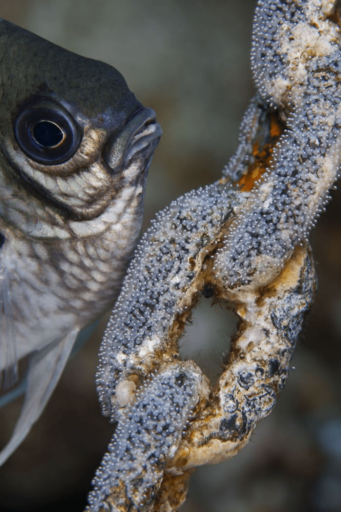 Underwater Photo Contest
