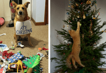 cats and dogs destroying Christmas deco