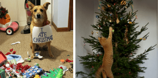 cats and dogs destroying Christmas deco