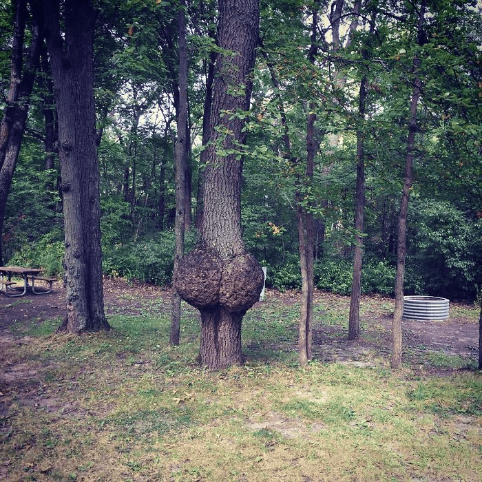 Unique Tree