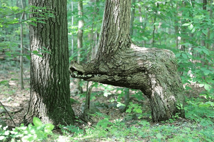 Unique Tree