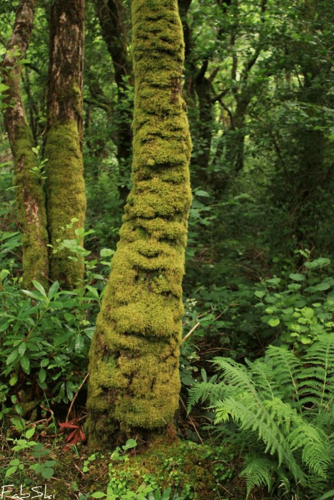 Unique Tree