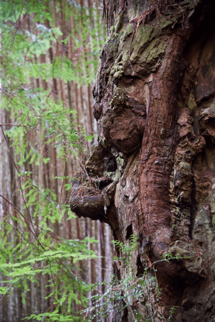 Unique Tree