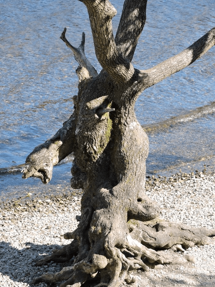 Unique Tree