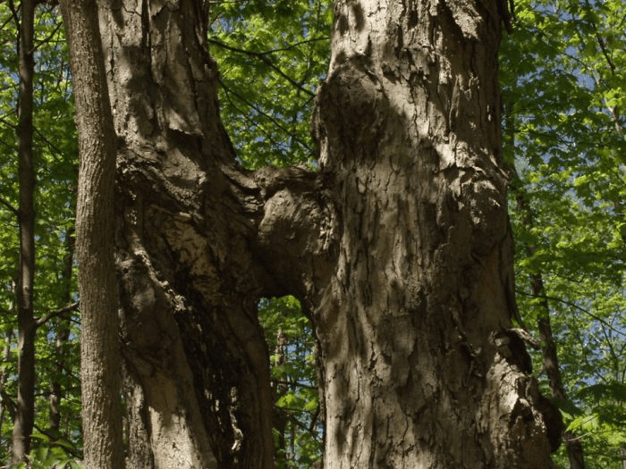 Unique Tree