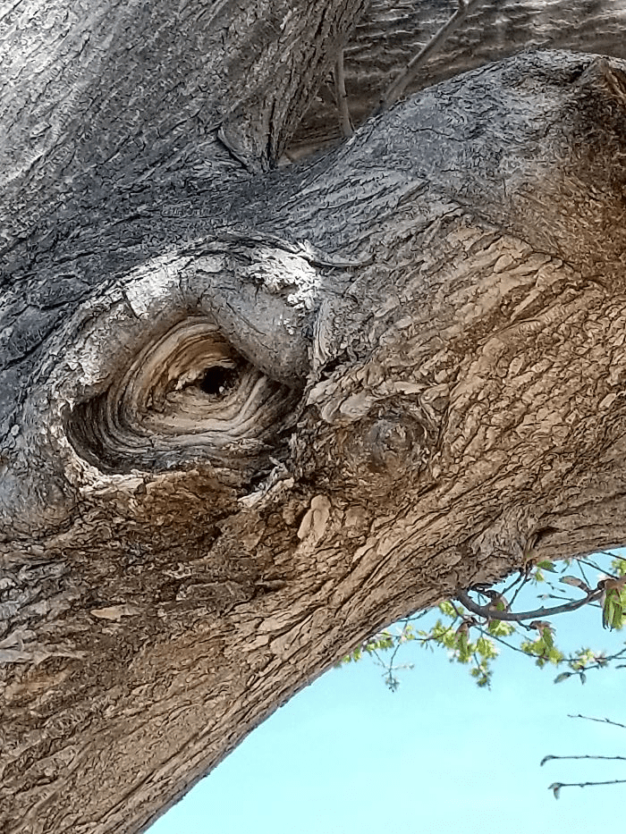 Unique Tree