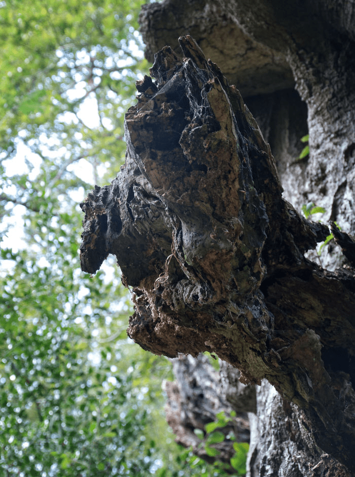 Unique Tree