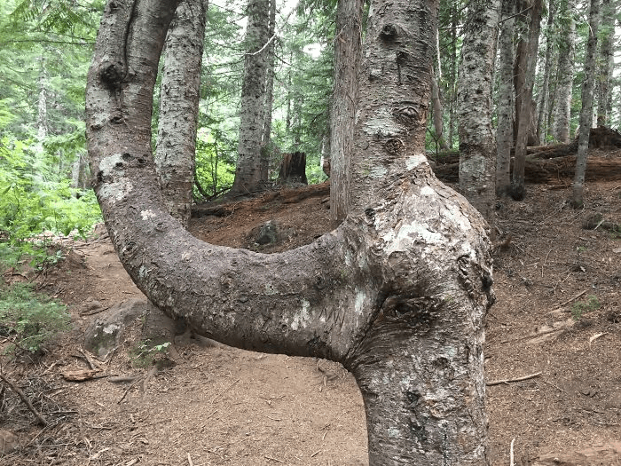 Unique Tree