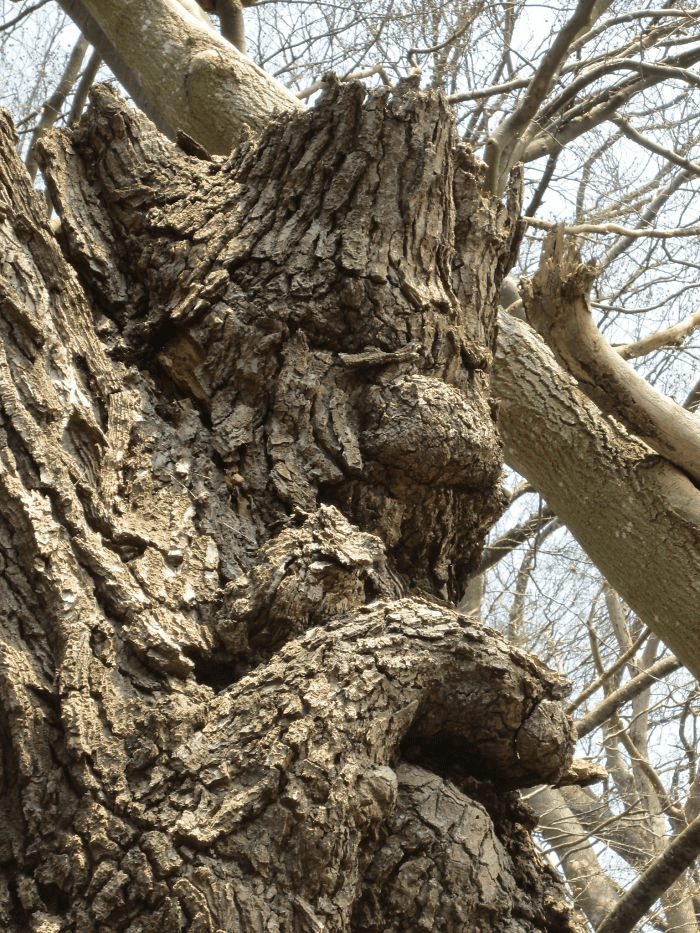 Unique Tree