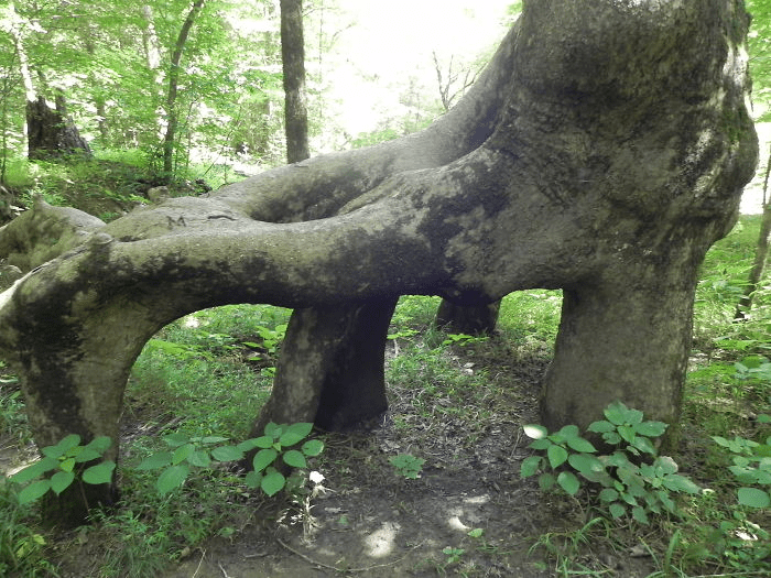 Unique Tree