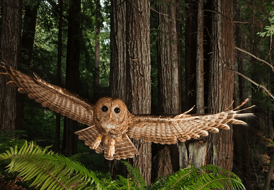 Owl