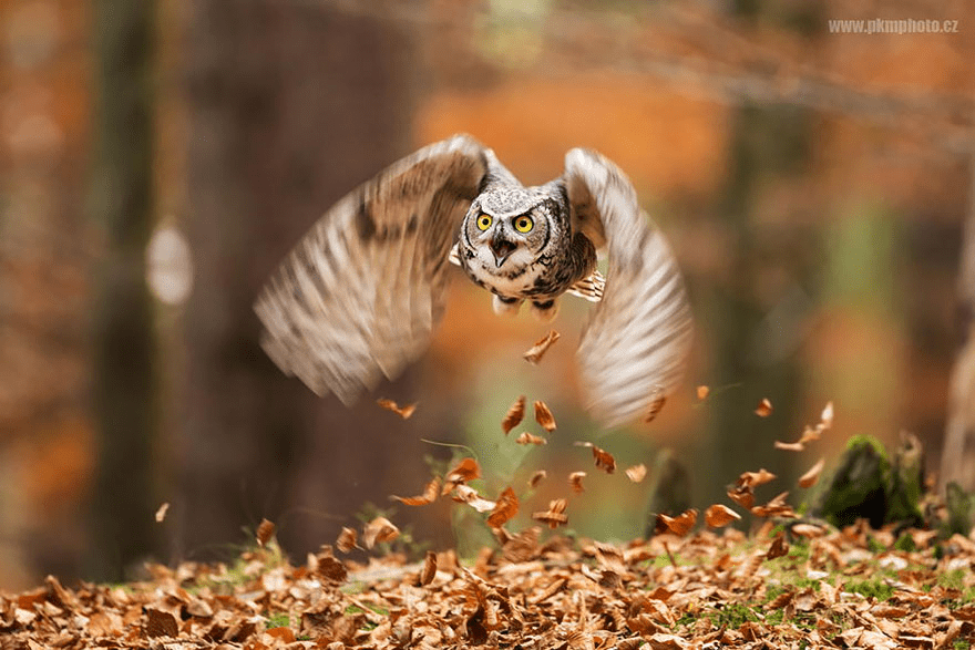 Owl