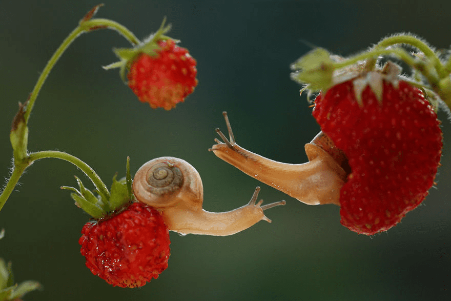 Macro World Of Snails And Bugs.