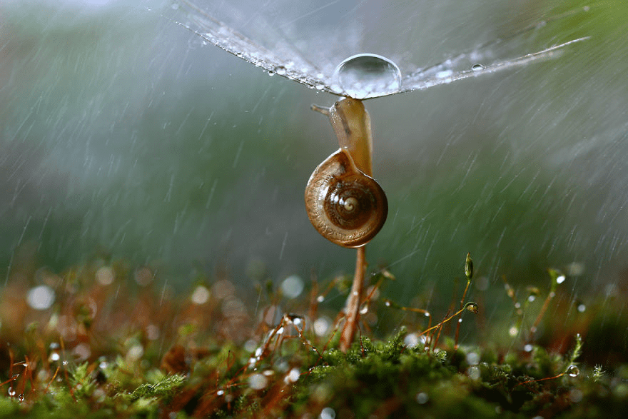 Macro World Of Snails And Bugs.