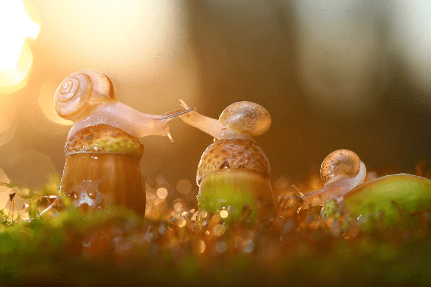 Macro World Of Snails And Bugs.