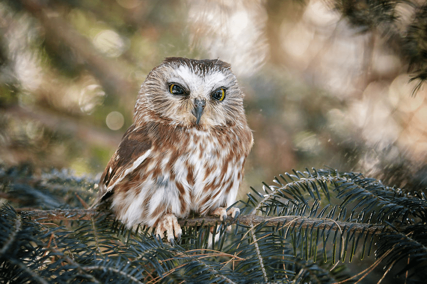 Owl