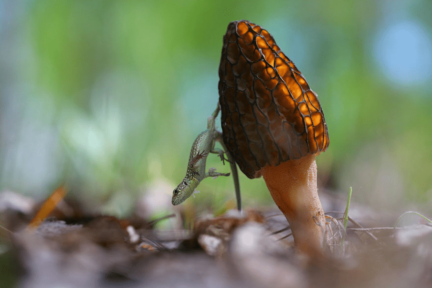 Macro World Of Snails And Bugs.