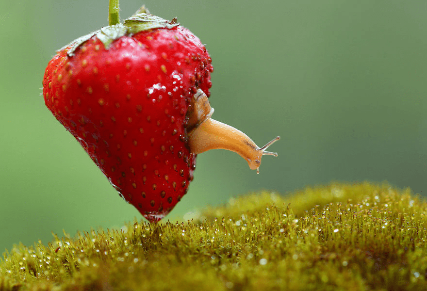 Macro World Of Snails And Bugs.