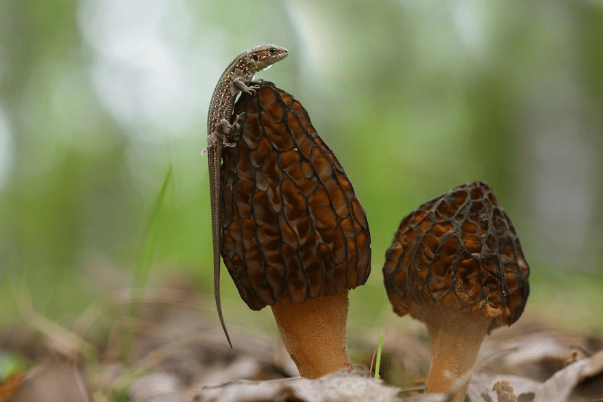 Macro World Of Snails And Bugs.