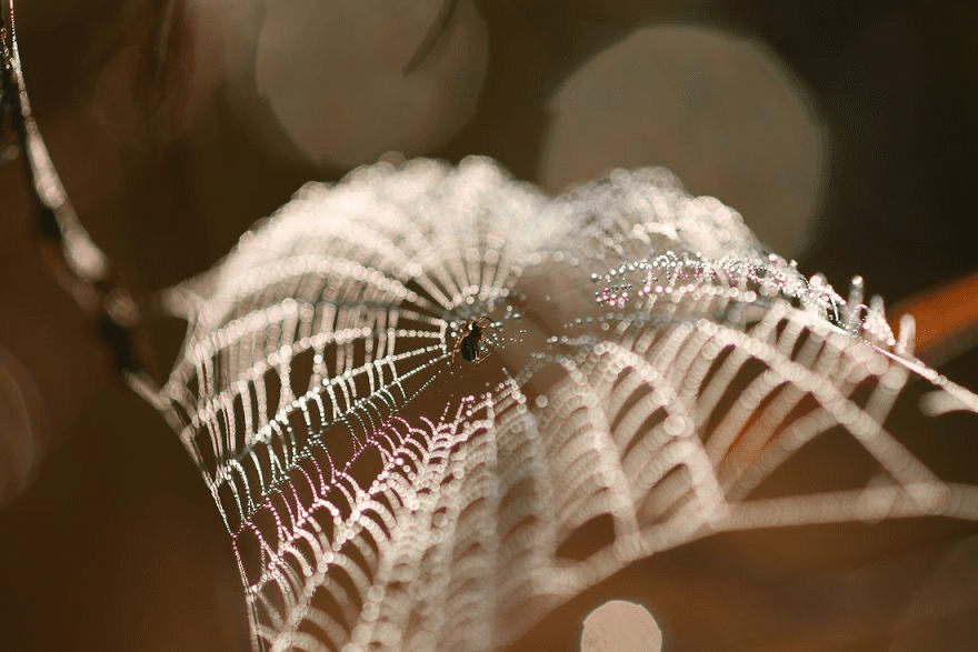 Macro World Of Snails And Bugs.