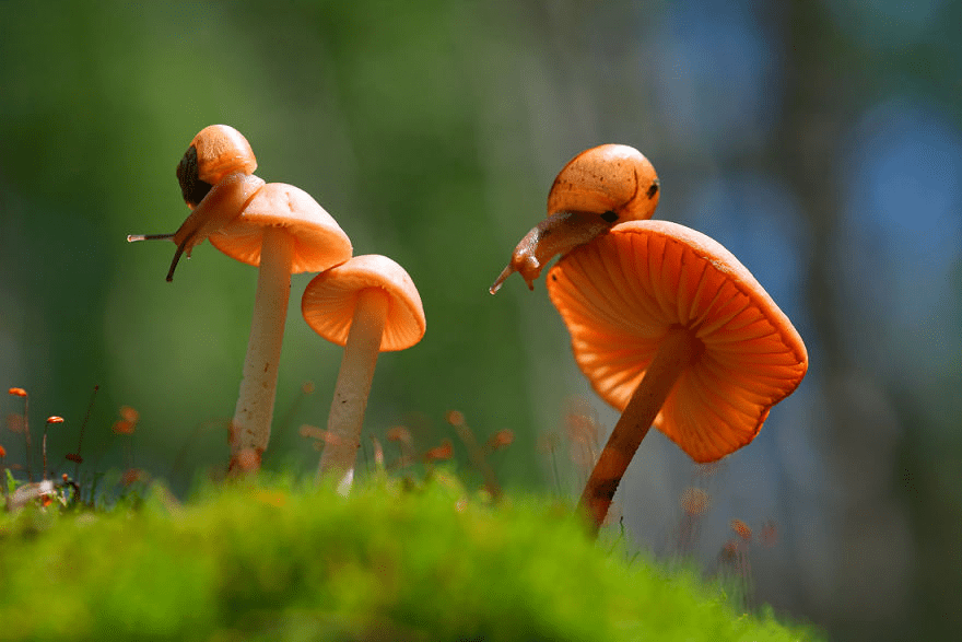 Macro World Of Snails And Bugs.