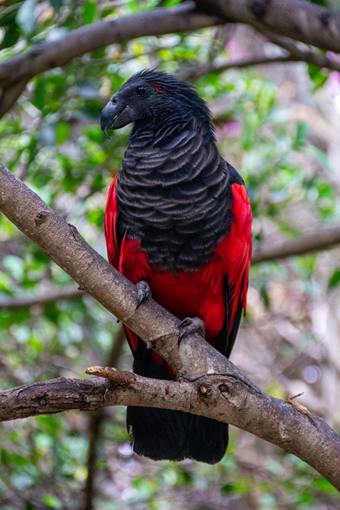 Dracula Parrots