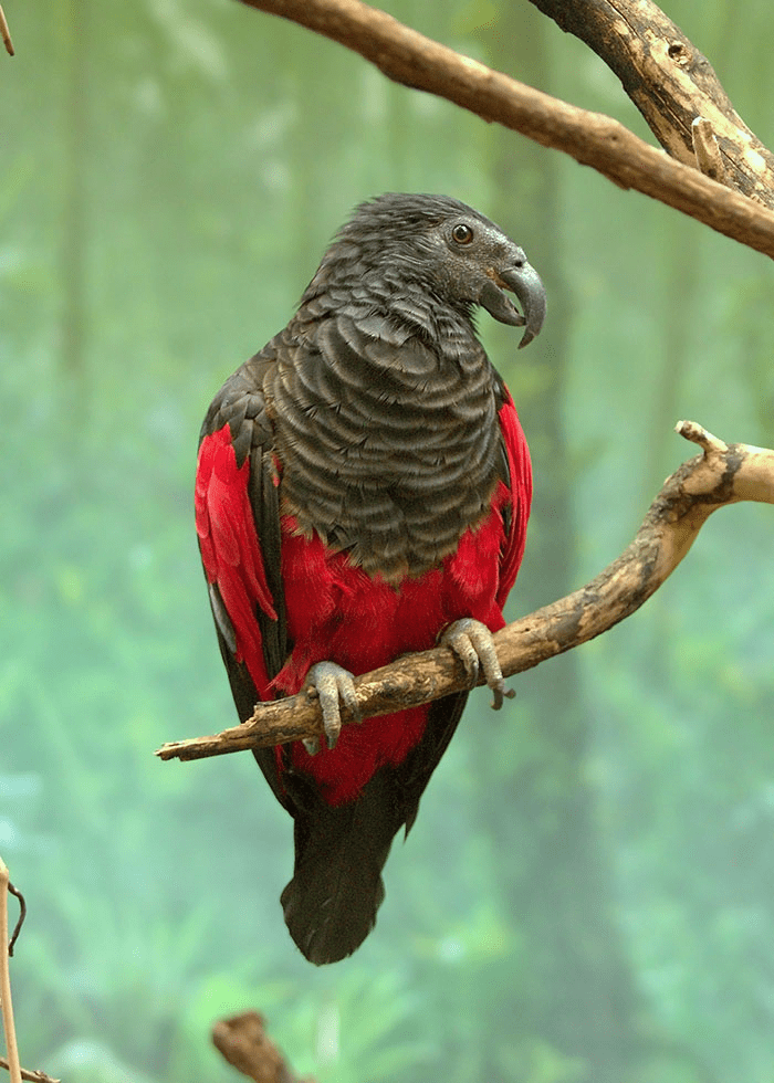 Dracula Parrots