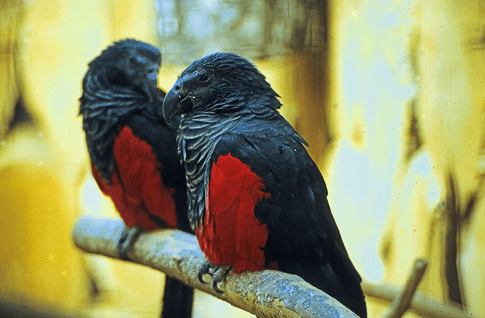 Dracula Parrots