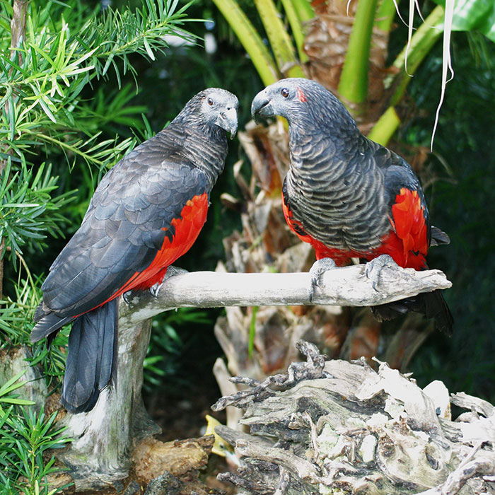 Dracula Parrots