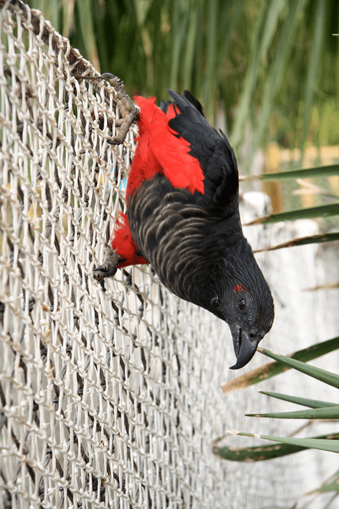 Dracula Parrots