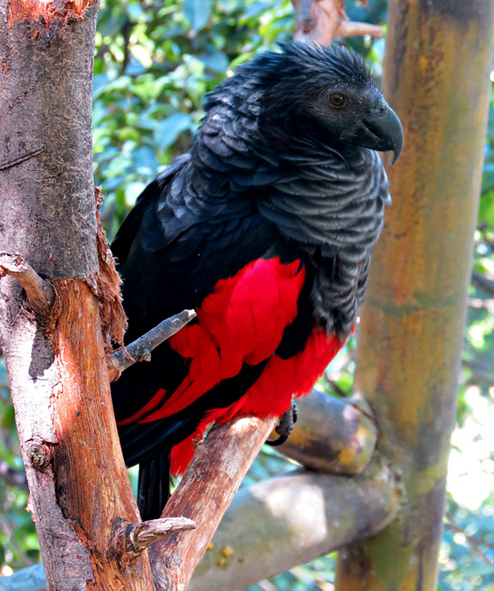 Dracula Parrots