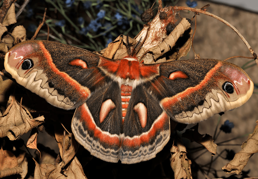 Butterfly and Moth Transformations