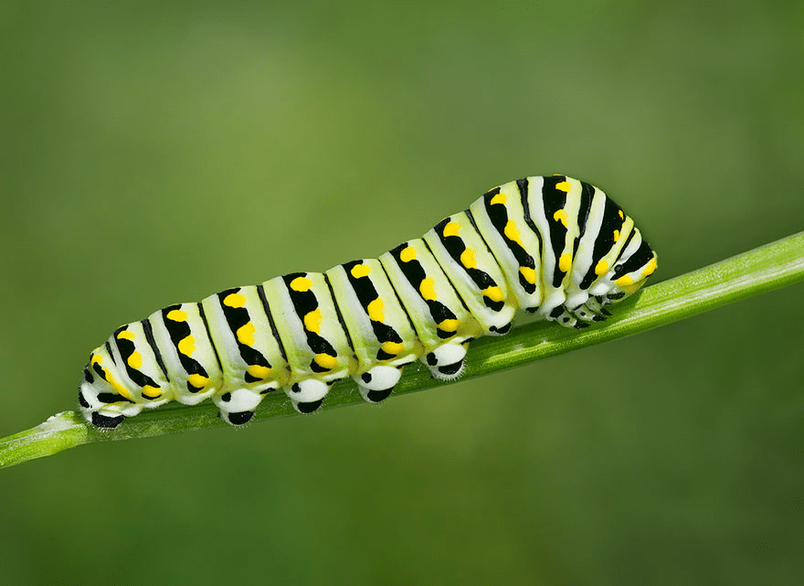 Butterfly and Moth Transformations