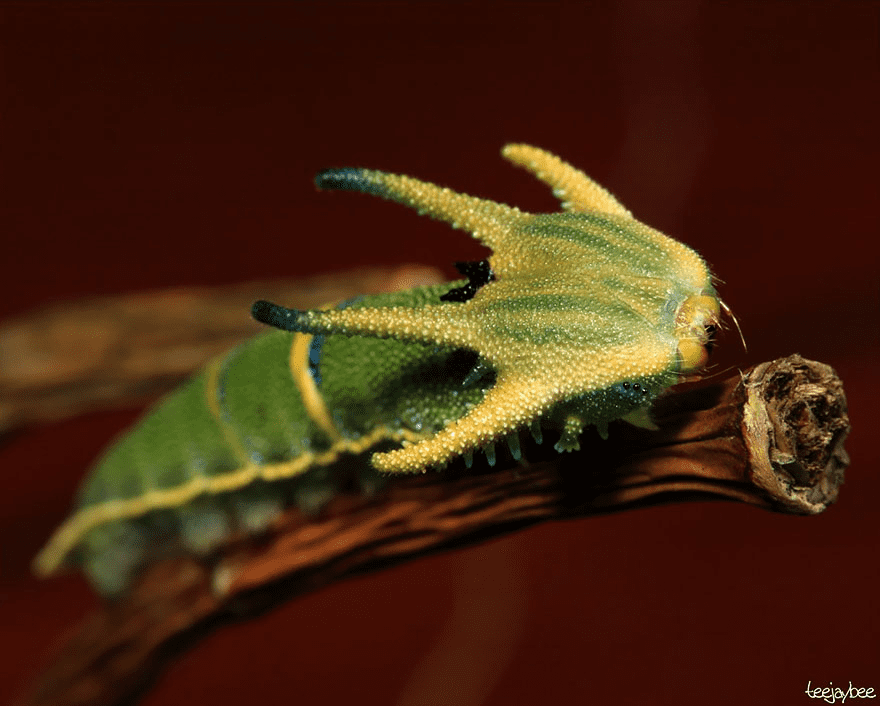 Butterfly and Moth Transformations