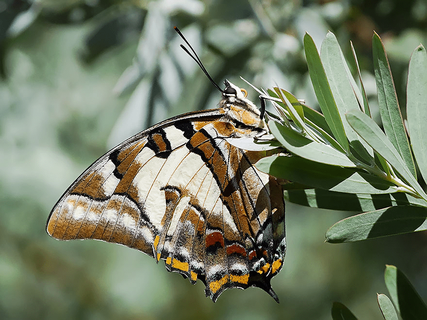 Butterfly and Moth Transformations