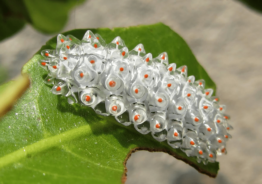 Butterfly and Moth Transformations