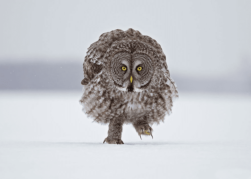 Owl