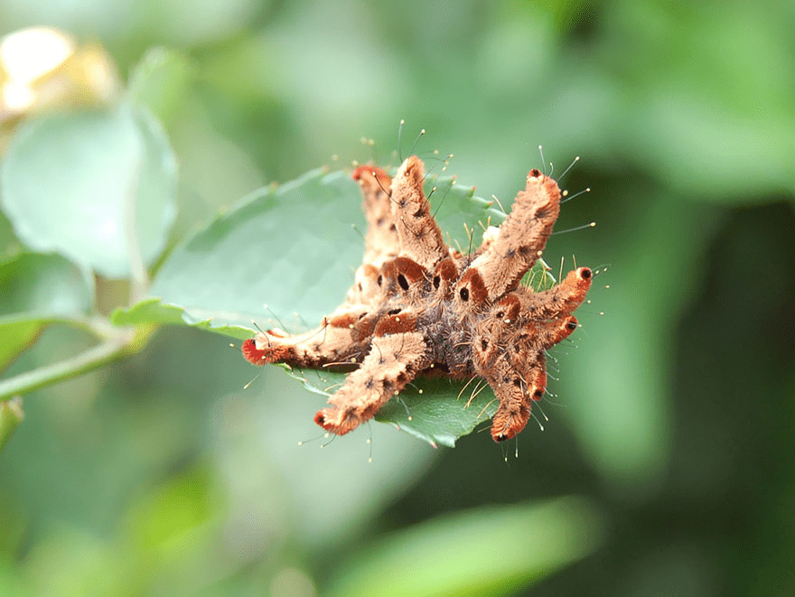 Butterfly and Moth Transformations