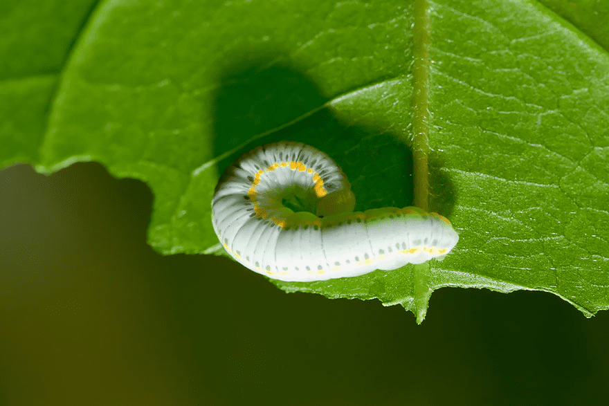 Butterfly and Moth Transformations