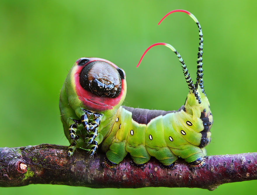 Butterfly and Moth Transformations