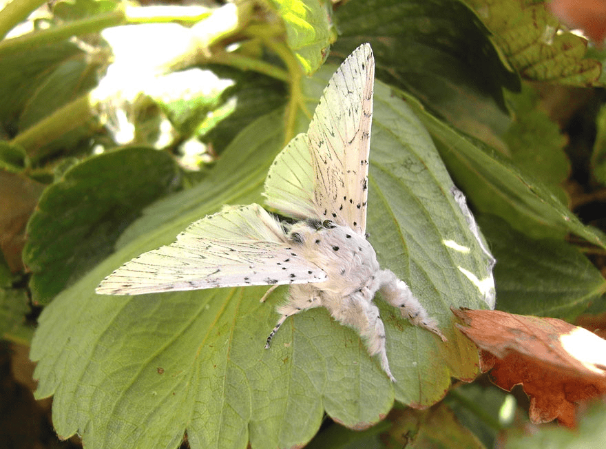 Butterfly and Moth Transformations