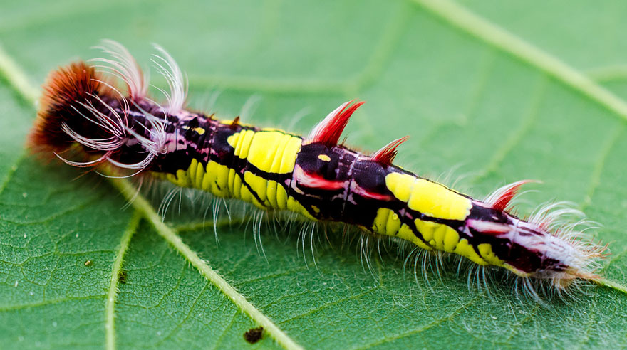 Butterfly and Moth Transformations