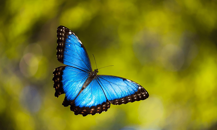 Butterfly and Moth Transformations