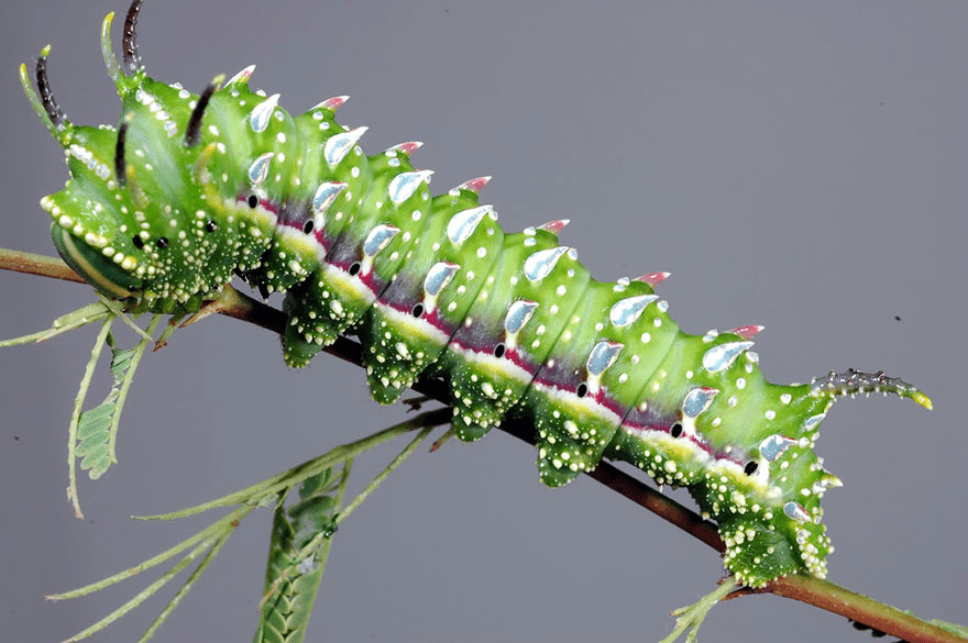 Butterfly and Moth Transformations