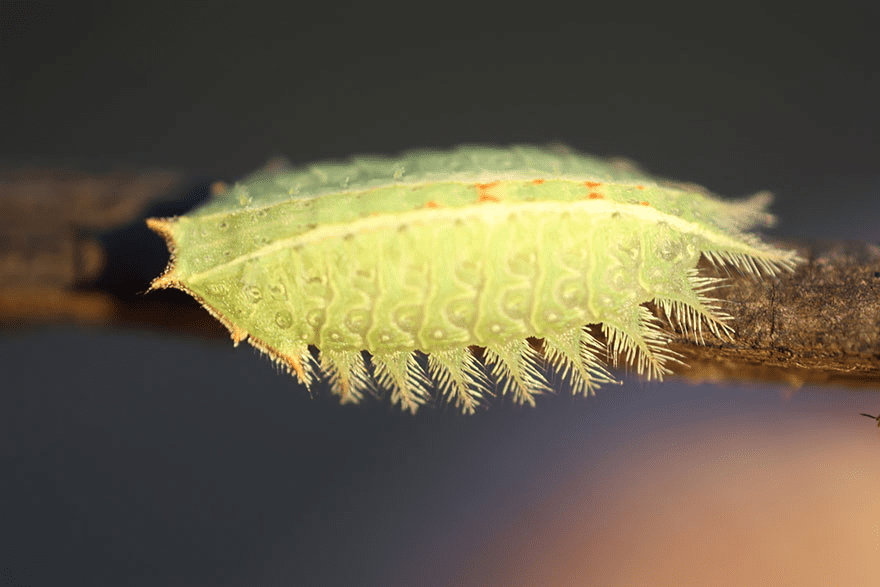 Butterfly and Moth Transformations