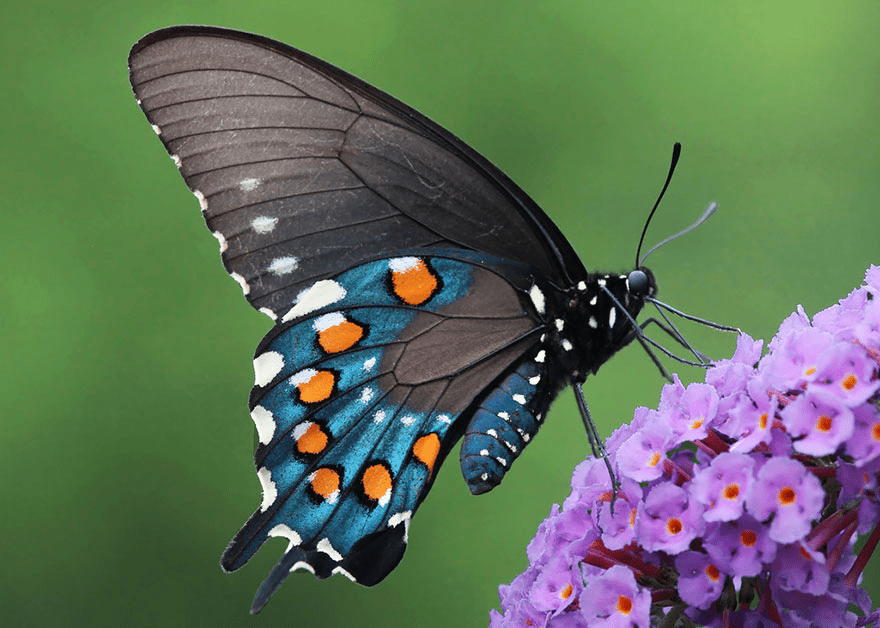 Butterfly and Moth Transformations