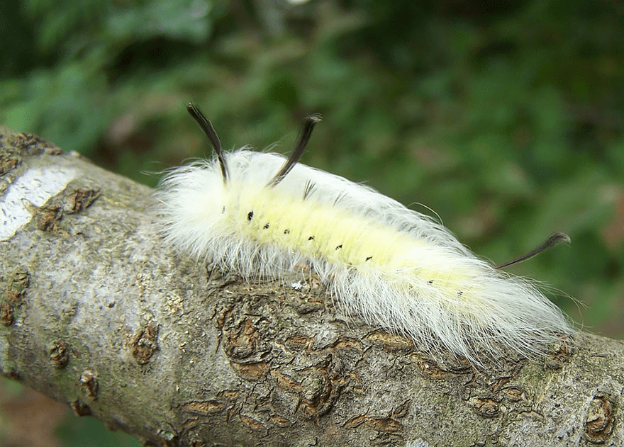 Butterfly and Moth Transformations