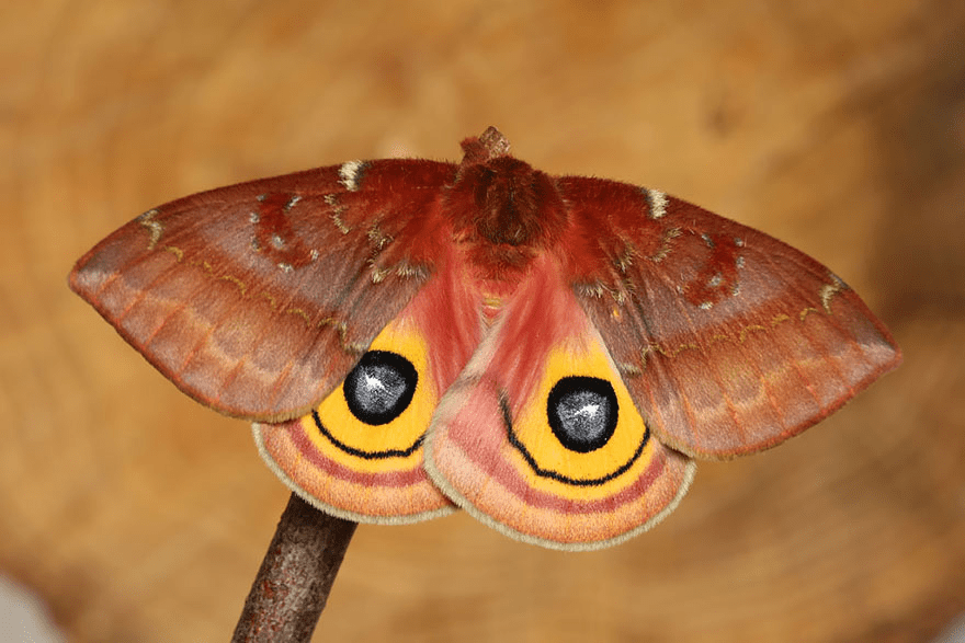 Butterfly and Moth Transformations