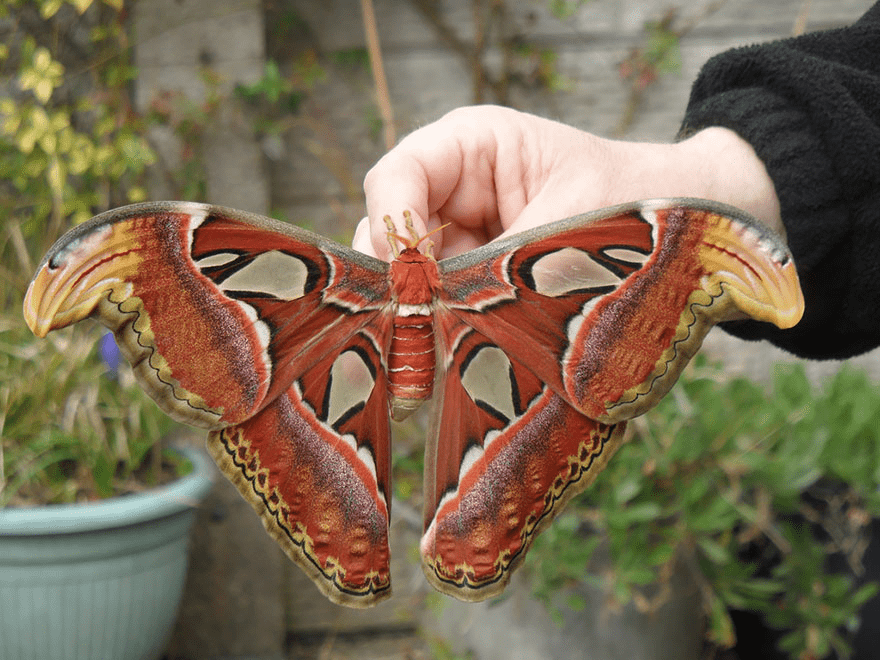 Butterfly and Moth Transformations